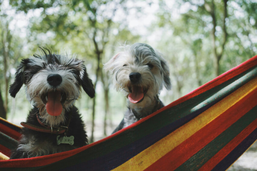 Köpekler kuyruklarını neden kovalar?